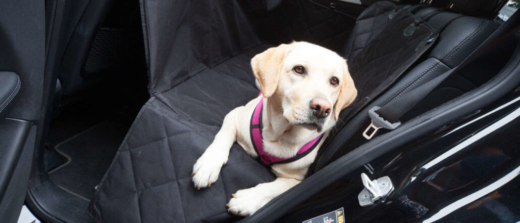 Hundetransport im Auto auf der Rückbank ohne Schmutz und Dreck