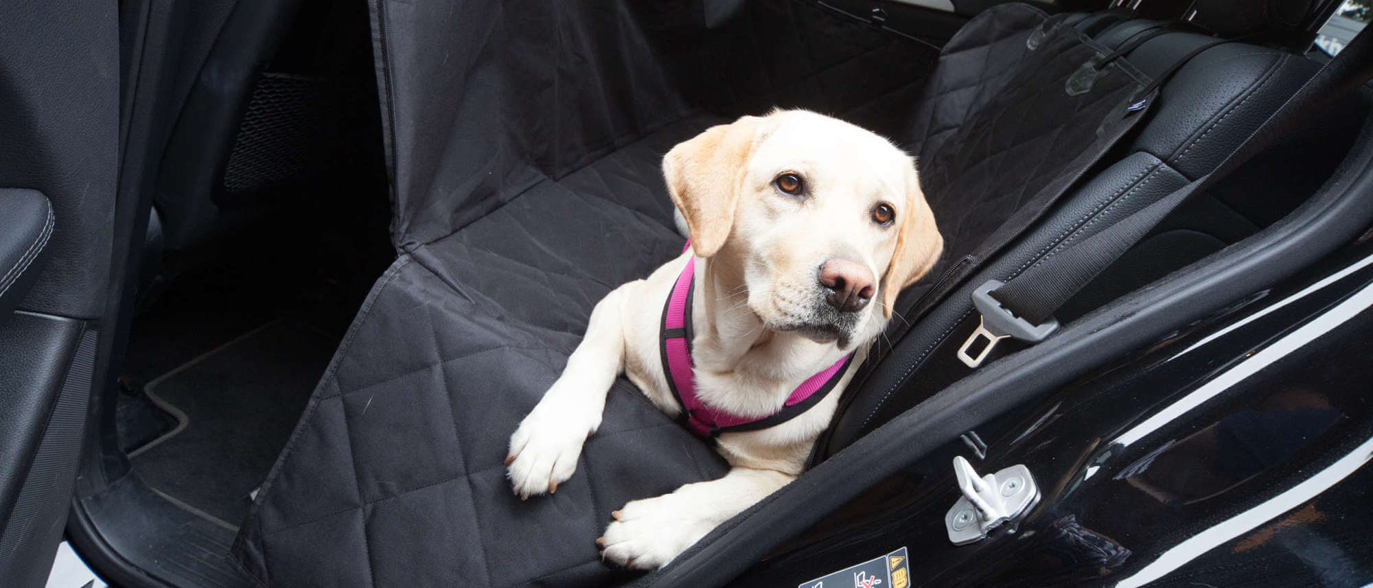 Hundetransport im Auto