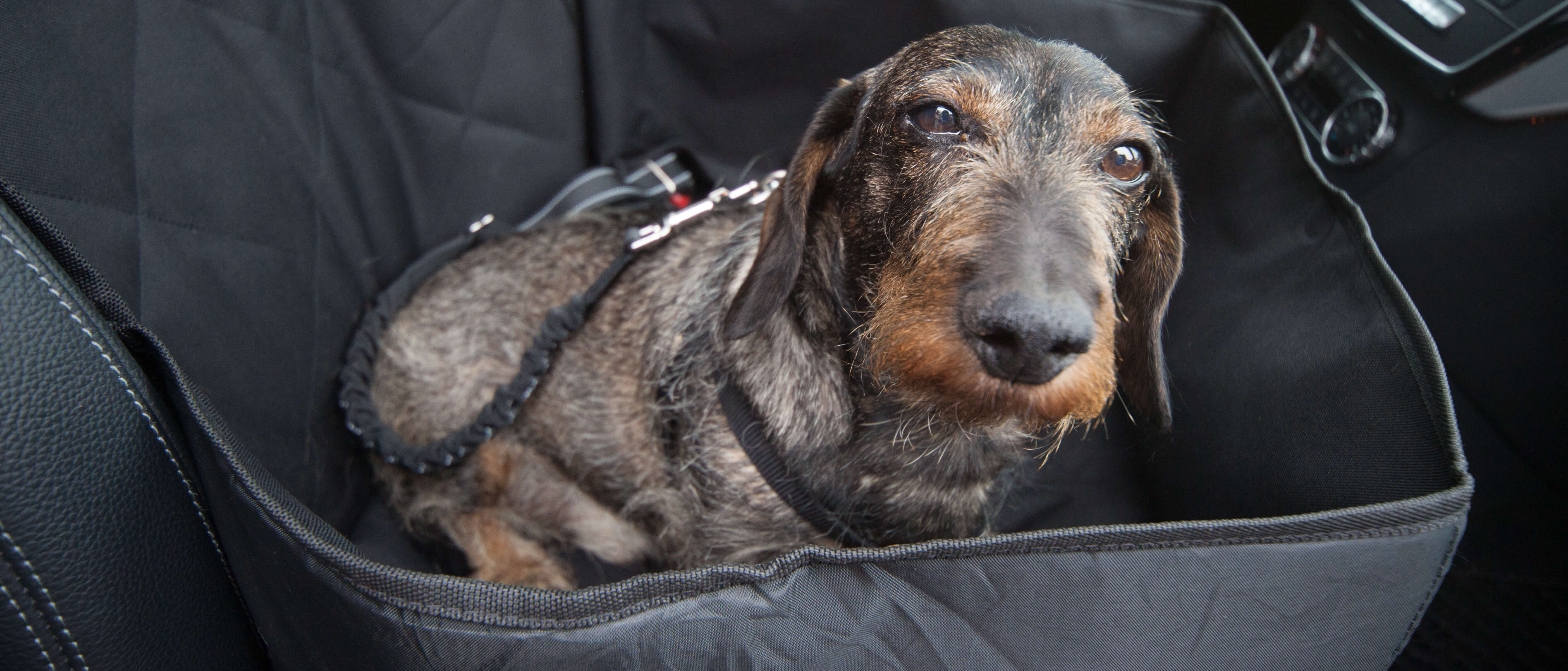 Mekta Hunde-Sitz Gurt für Auto Haustier Sicherheitsgurt verstellbare Sicherheit Heavy Duty elastische Nutzgurt
