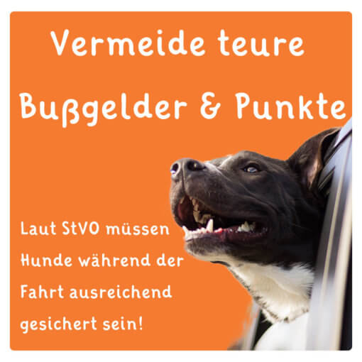 Floxik Hunde Sicherheitsgurt – Bild 6