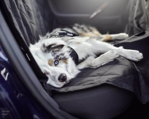 Floxik Hunde Autoschondecke Rückbank – Bild 8
