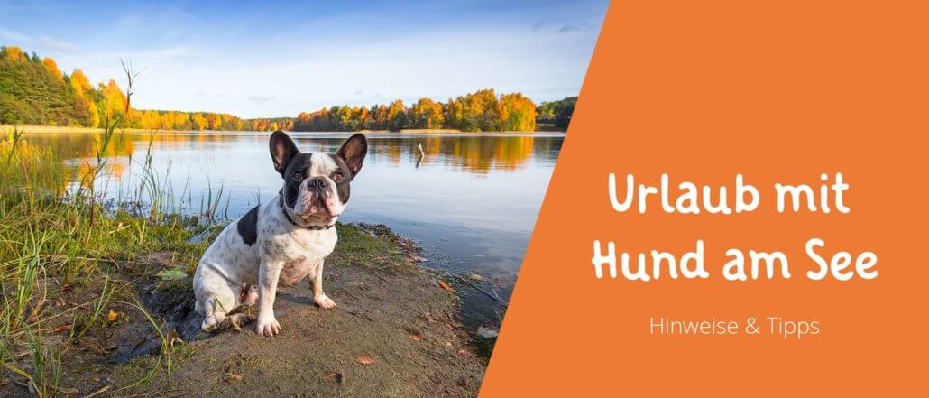 Blogbeitragsbild Urlaub mit Hund am See - Hinweise, Tipps und Empfehlungen