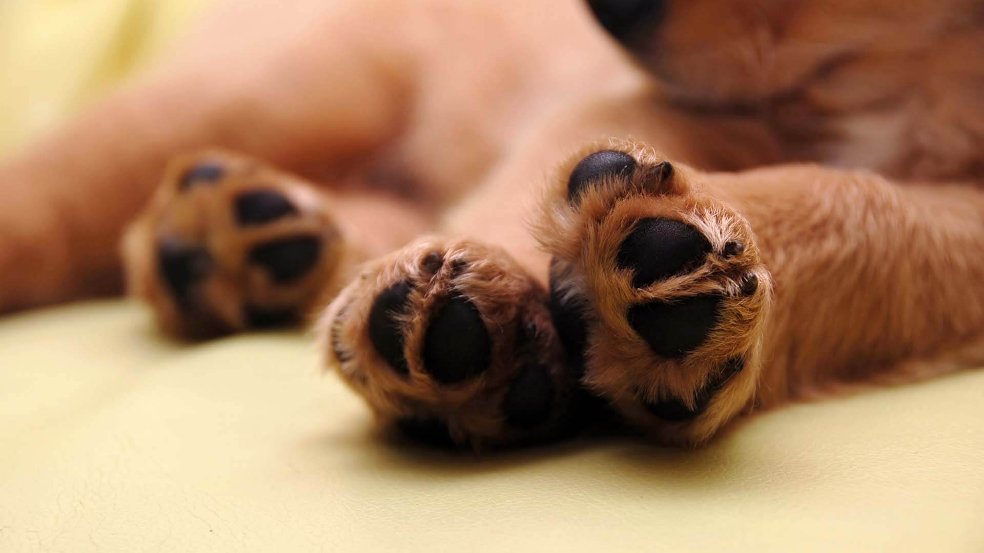 Blogbeitragbild Pfote / Fußballen Hund beim Fahrrad fahren mit Hund Hinweis auf Pfoten