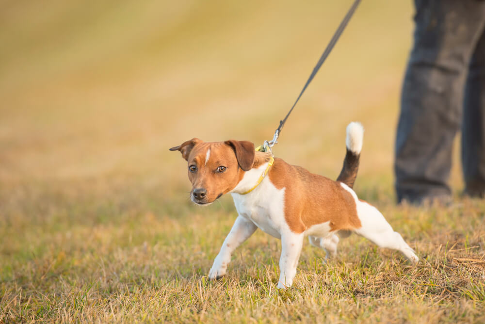 Hund zieht an der Leine