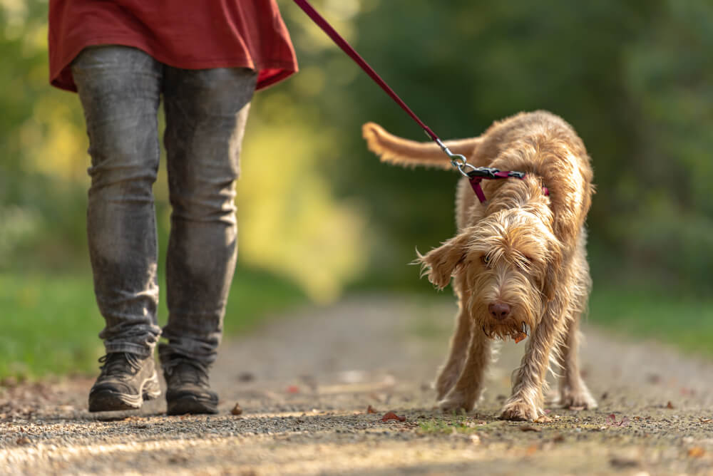 Hund zieht an der Leine