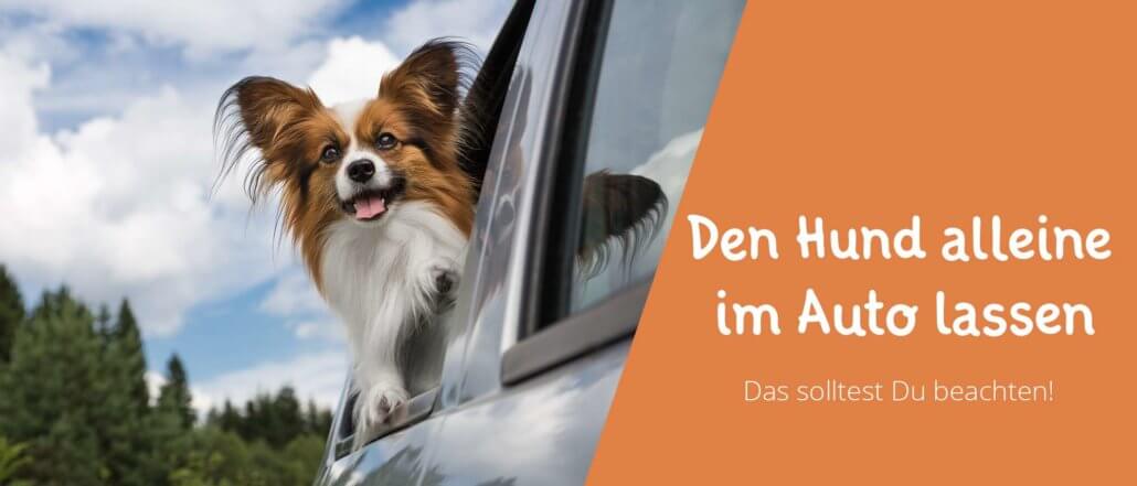 Blogbeitragsbild für Aritkel Den Hund allein im Auto lassen