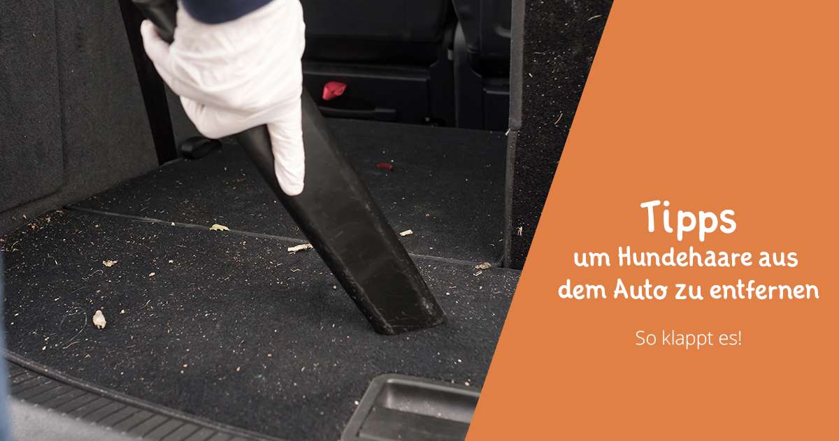 Zumbült Auto Arena GmbH - Hundehaare vs. Fensterabzieher Wir haben heute  einen kleinen Lifehack für Sie mit dem Sie die lästigen Hundehaare im Auto  los werden.🐕🚗 Sprühen Sie mit einer Sprühflasche etwas