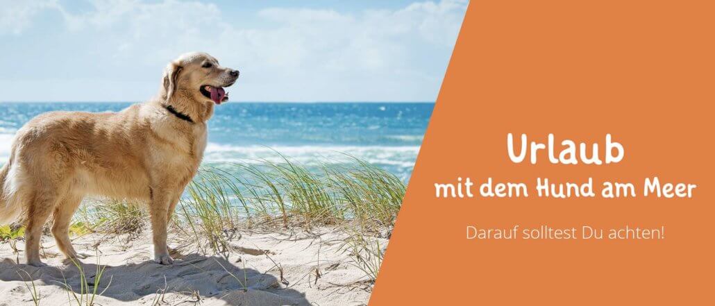 Blogbeitragsbild Urlaub mit Hund am Meer