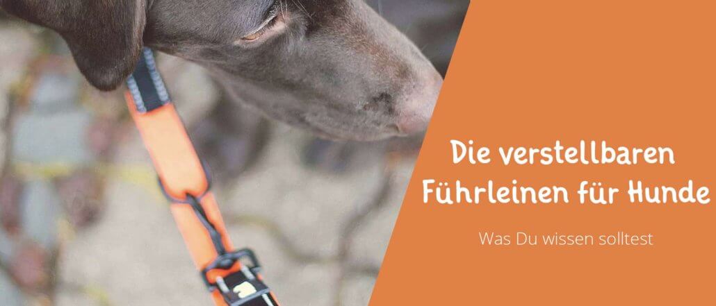 Blogbeitragsbild für Aritkel Die verstellbare Führleinen für den Hund