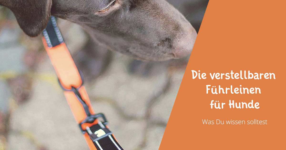 Die verstellbaren Führleinen für Hunde - Floxik Premium Hundeprodukte