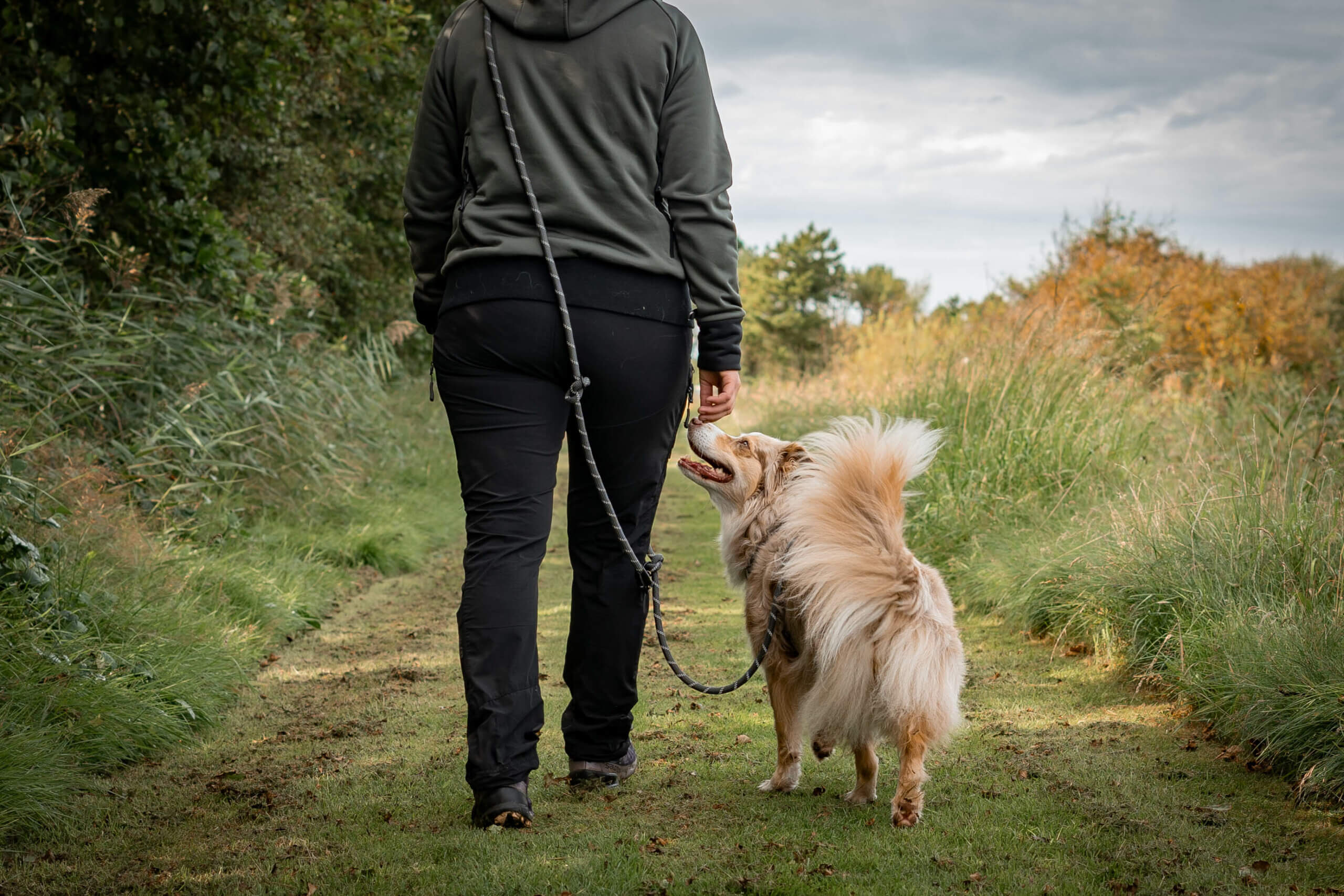 Verstellbare Führleine für Hunde