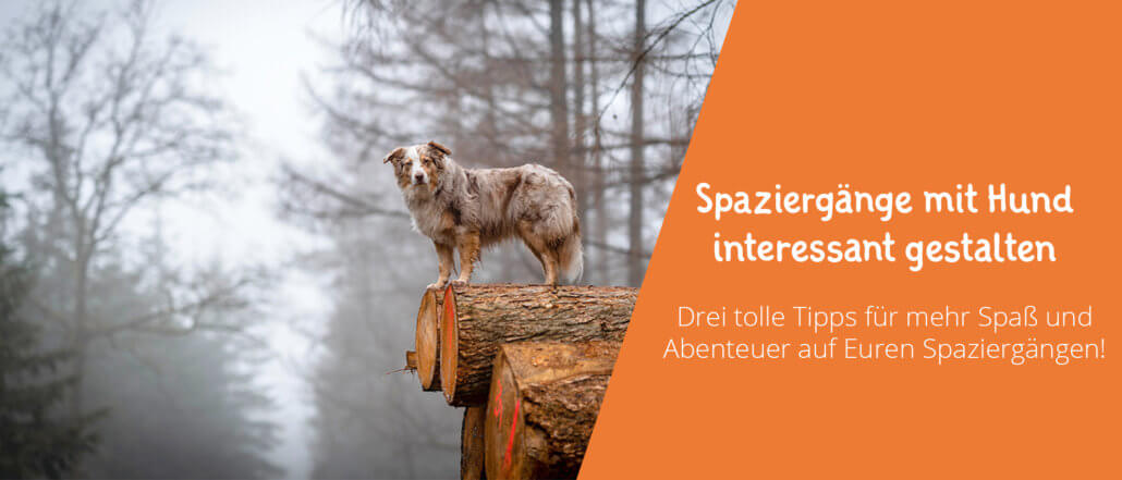 Spaziergänge mit Hund interessant gestalten