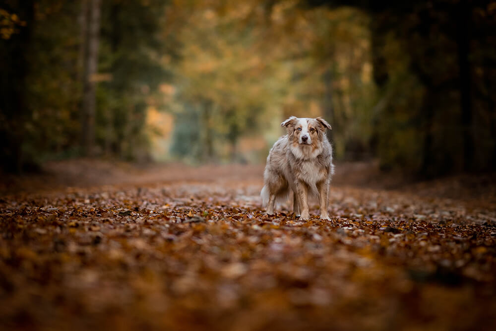 Hundetricks draußen machen