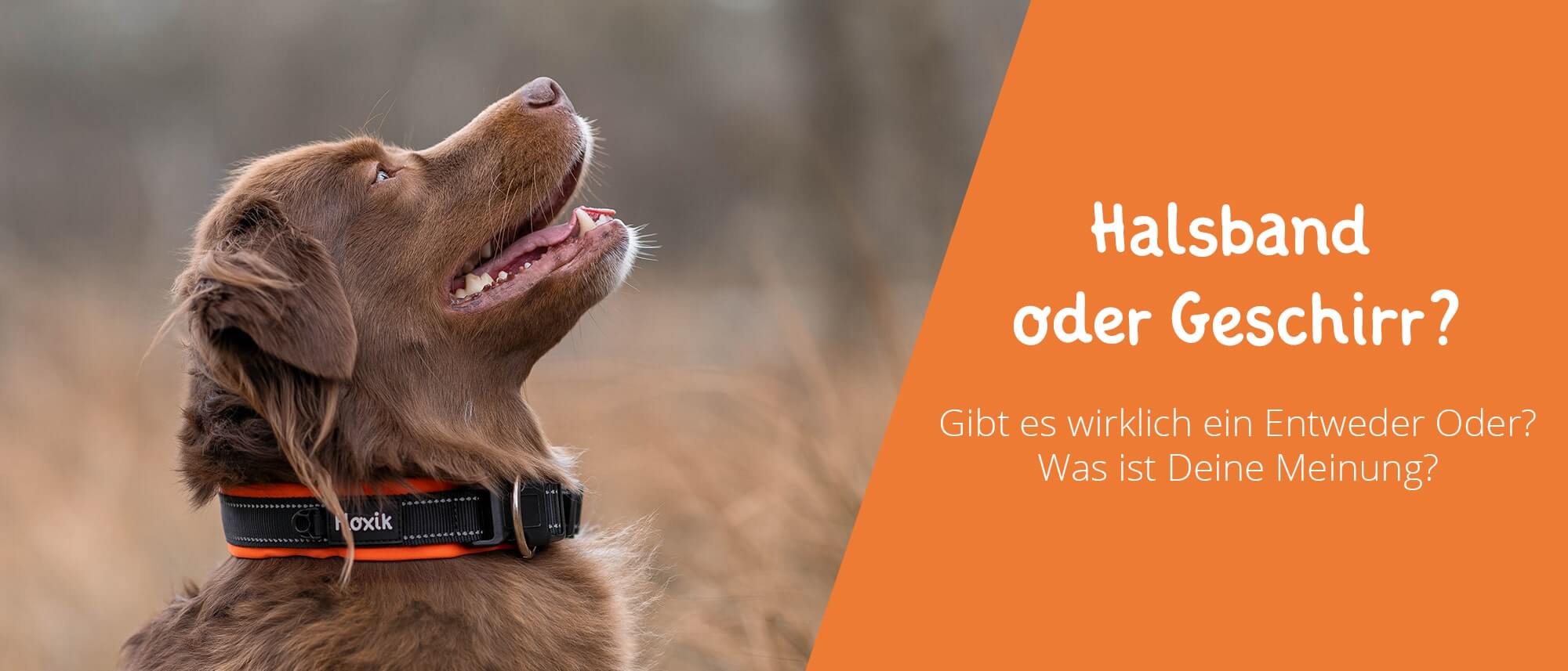 Halsband oder Geschirr? Wann Du welches der Beiden nutzen solltest!