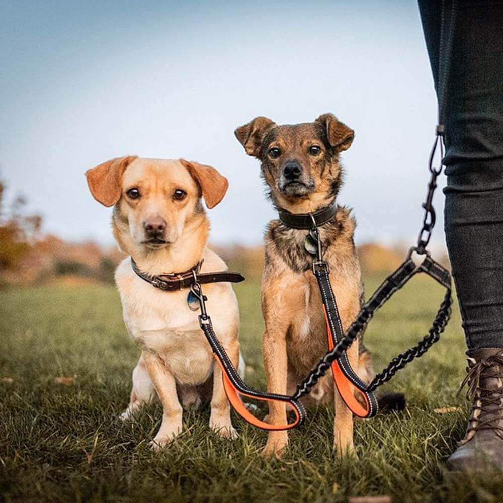 Doppelleine Gassi gehen mit zwei Hunden