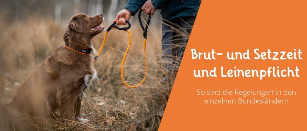 Brut- und Setzzeit