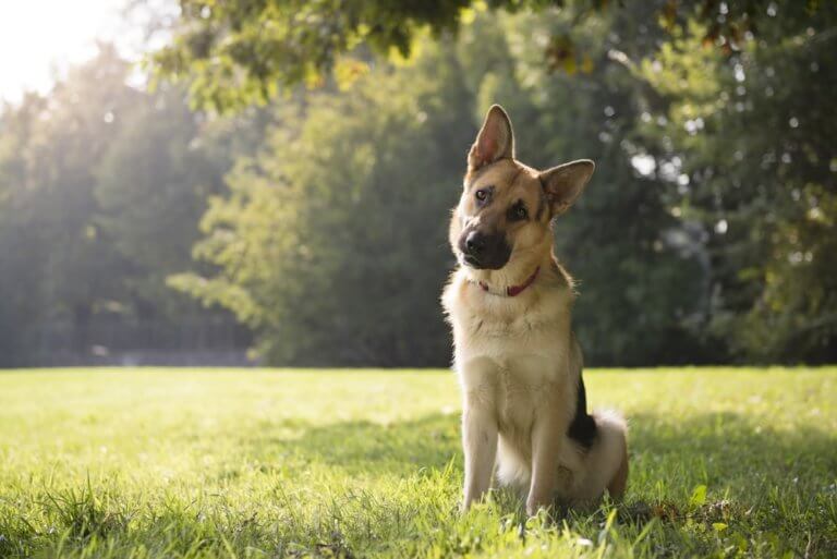 Pubertät beim Hund und plötzlich war das Pubertier da!