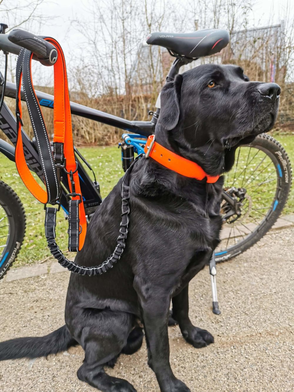 Elastische Hundeleine beim Fahrradfahren