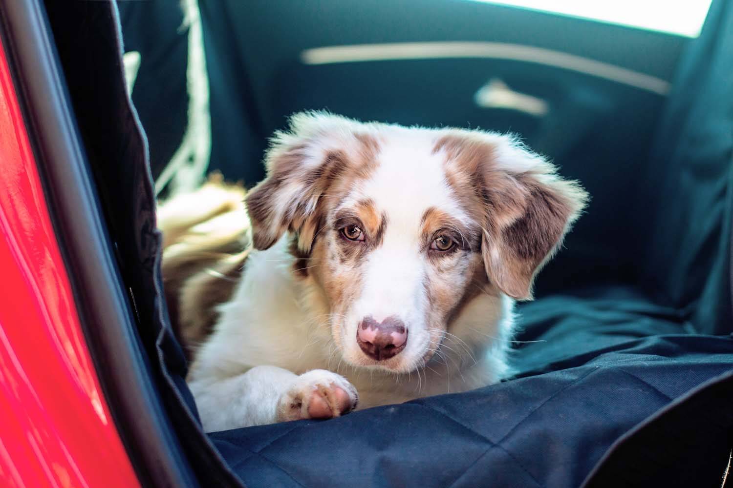 floxikfreunde aussie_nelli testet die Autoschondecke und den Sicherheitsgurt für den Hund von Floxik