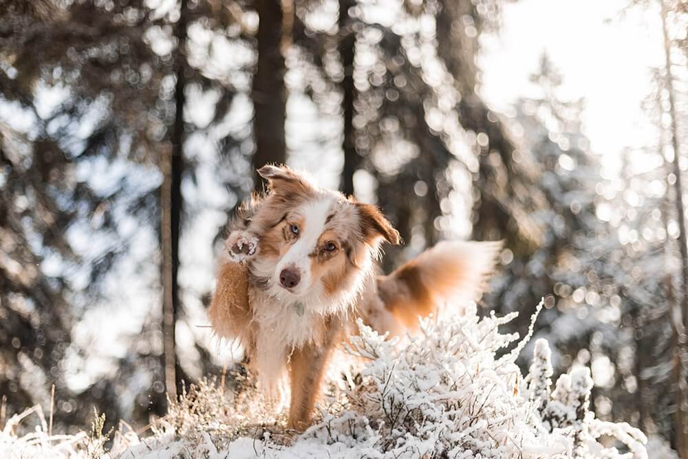 Urlaub mit Hund in Deutschland