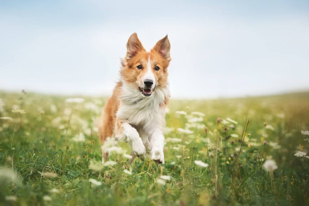 Wespenstich beim Hund auf Wiesen