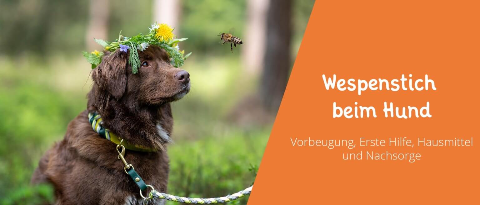 Wespenstich beim Hund was Du darüber wissen solltest!