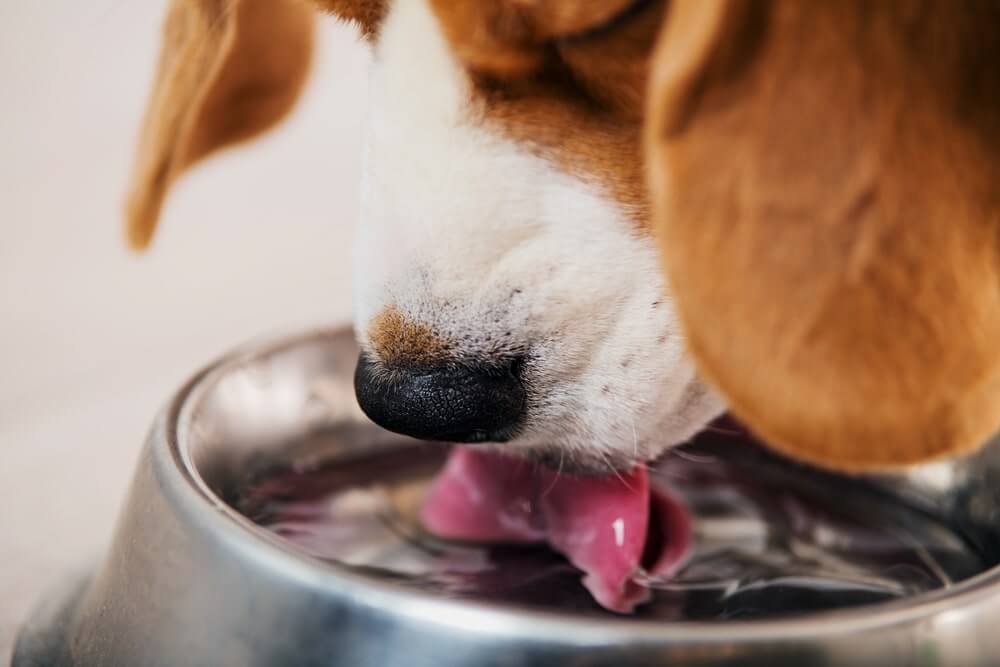 Hundeeis hilft für zusätzliche Flüssigkeitsaufnahme