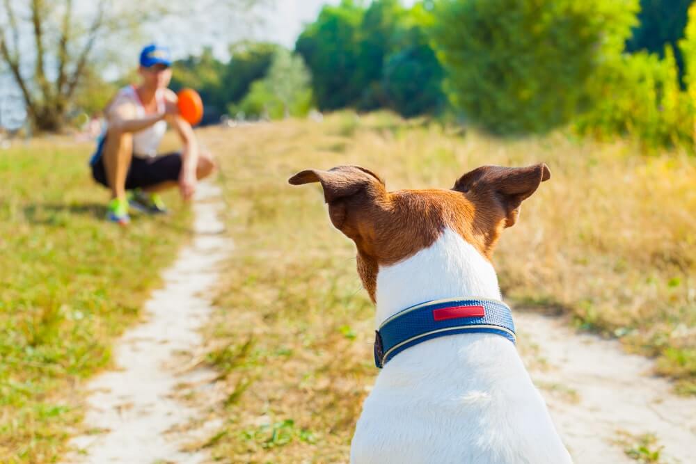 Impulskontrolle beim Hund