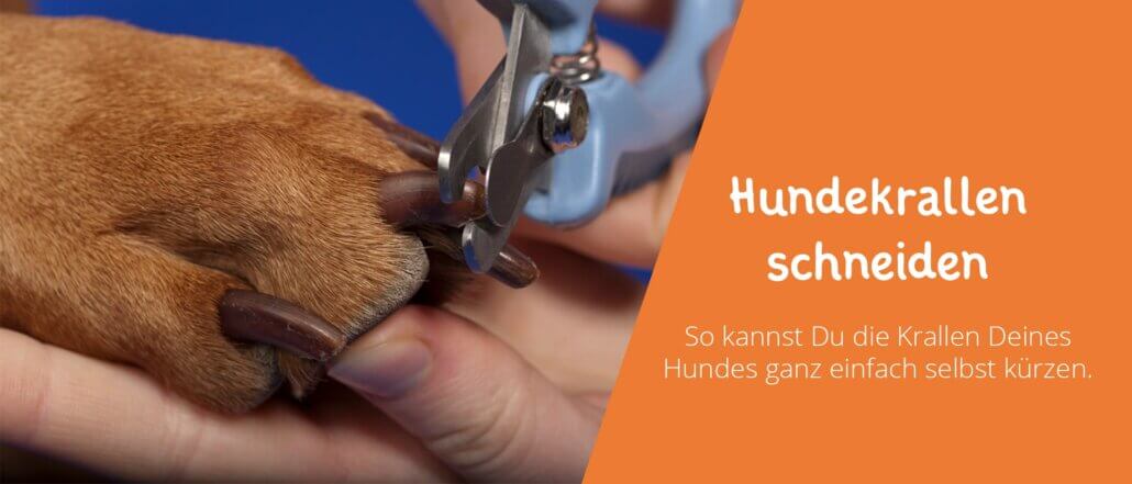 Hundekrallen schneiden