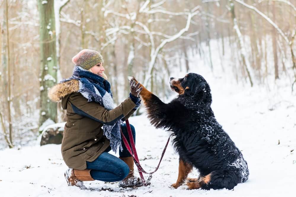 Silvester mit Hund böllerfrei im Schnee