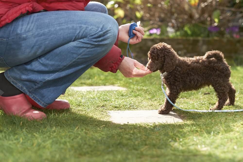 Clickertraining mit Welpen