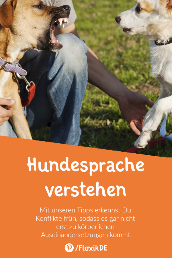 Hundesprache Pinterest