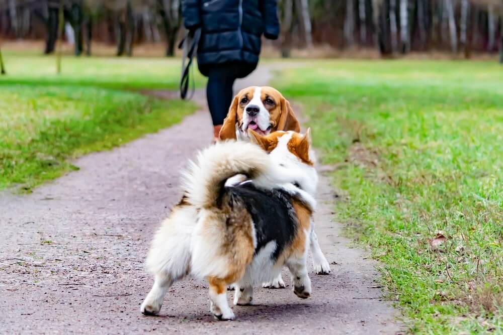 Begegnung mit anderen Hunden