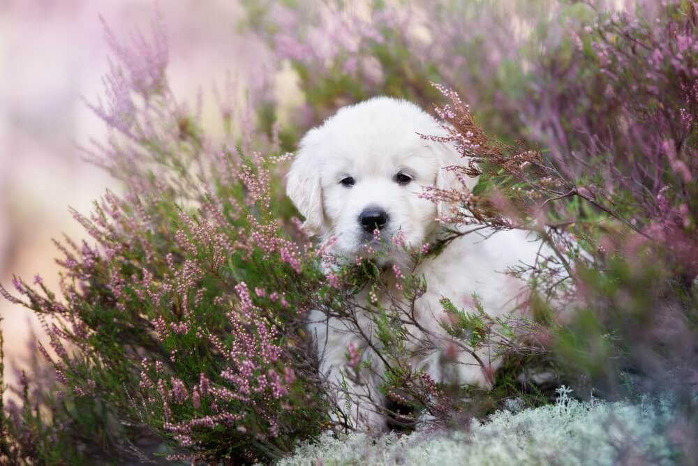 Wandern mit Hund in der Heide
