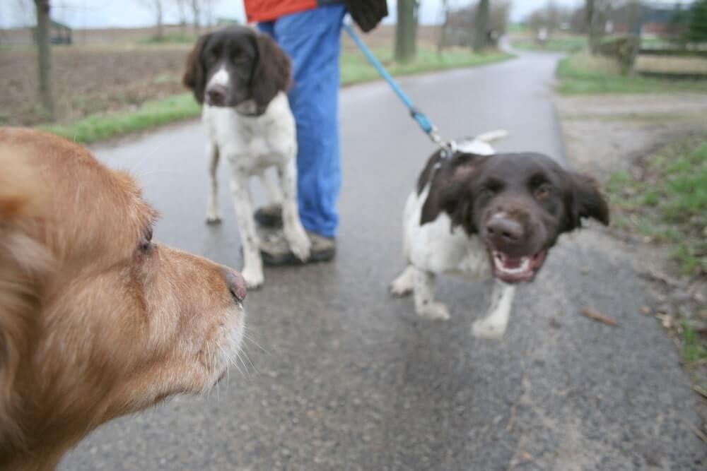 Begegnung mit anderen Hunden