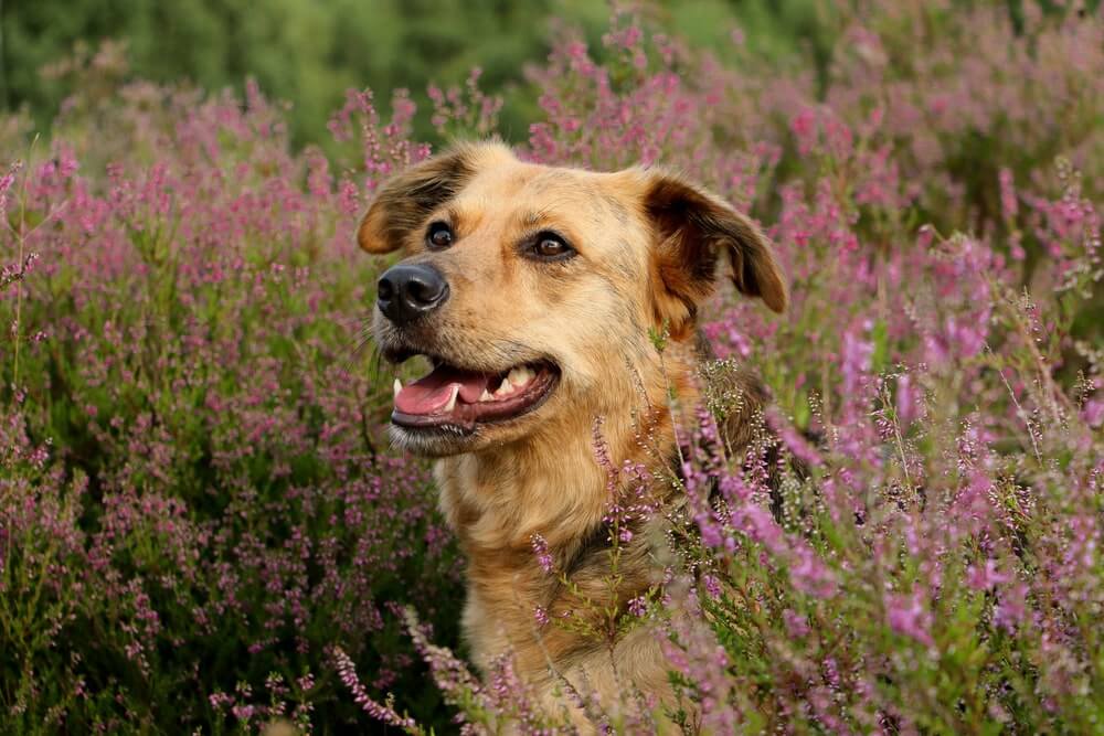 Wandern mit Hund in der Heide