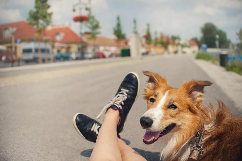 Begegnung mit anderen Hunden
