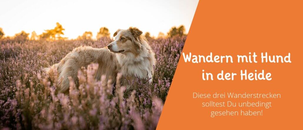 Wandern mit Hund in der heide