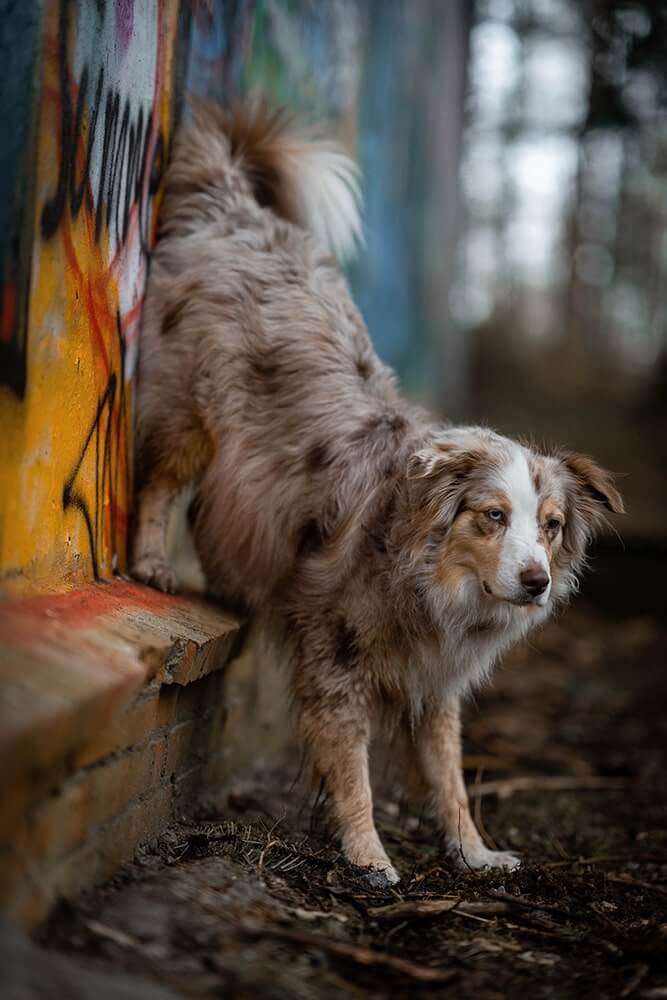 Tricks für Hunde Handstand