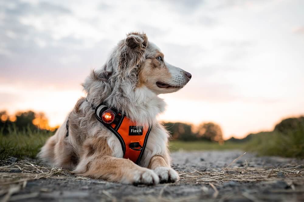 Sicherheit im Dunkeln für Hunde