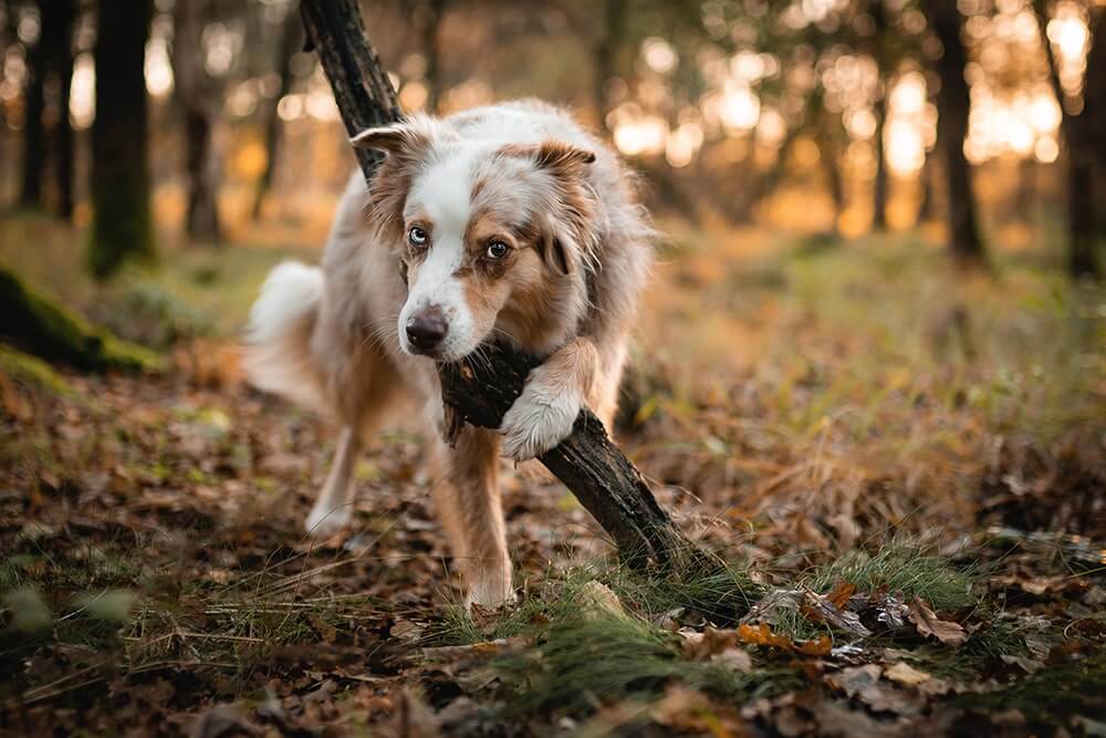 Tricks für Hunde
