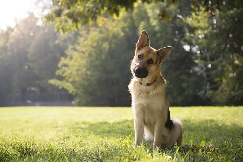 Deckentraining mit ausgelastetem Hund