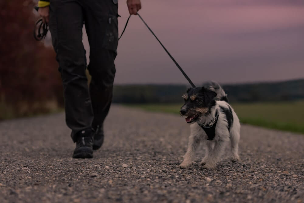 Hunde im Dunkeln ausleuchten