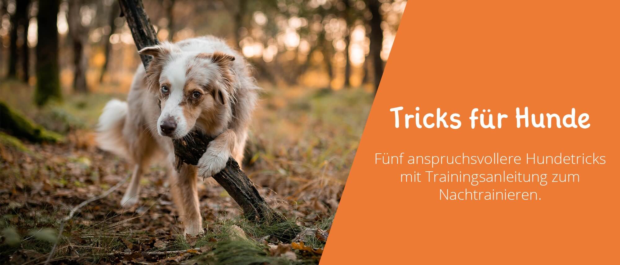 Tanke Procent Creep Tricks für Hunde - fünf Hundetricks zum einfachen Nachtrainieren