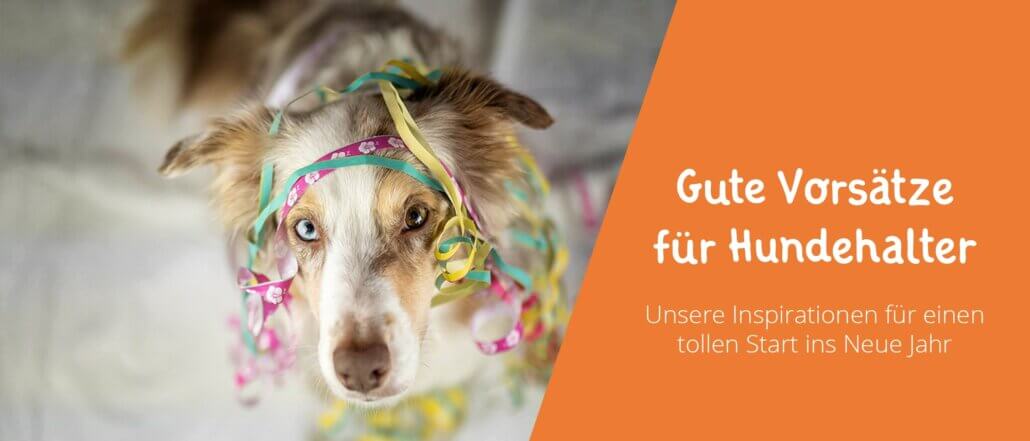 Gute Vorsätze für Hundehalter