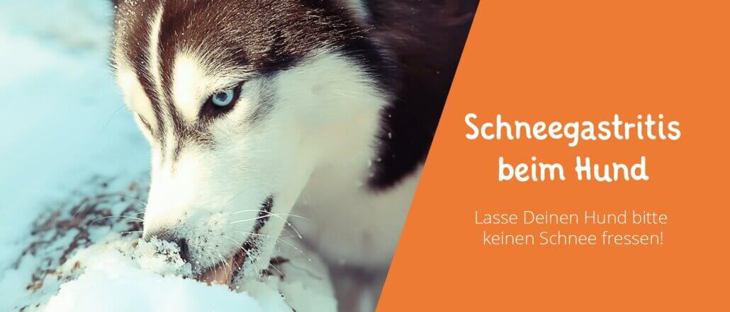 Schneegastritis beim Hund