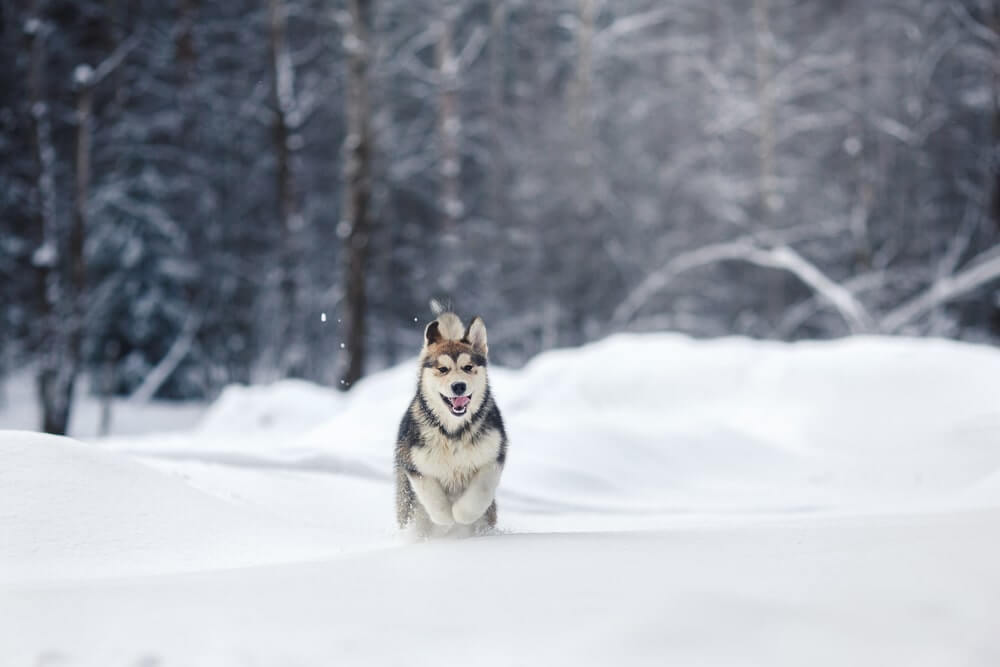 Winterwanderung mit Hund durch den Schnee