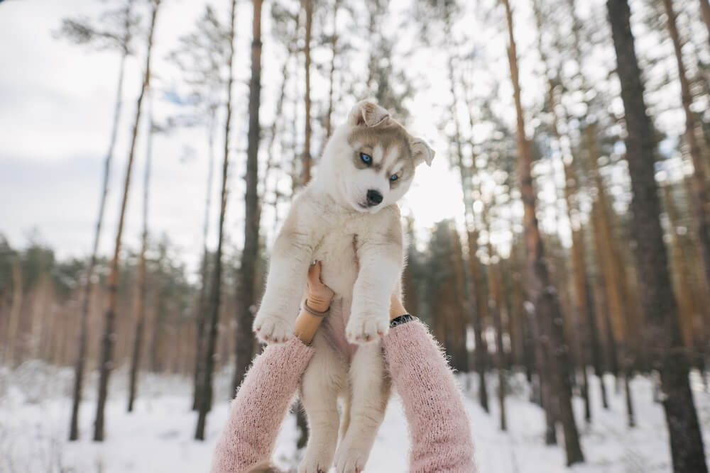 Winterwanderung mit Hund - Welpe im Schnee