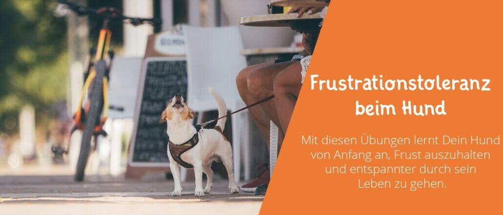 Frustrationstoleranz beim Hund trainieren