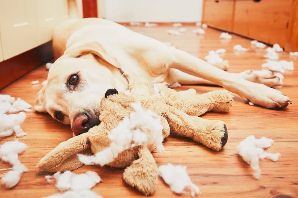 Hund alleine lassen Zerstörungswut